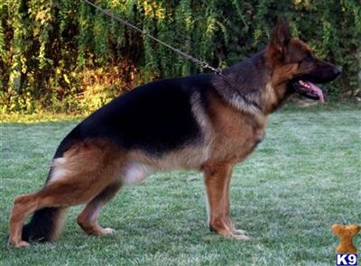 Dogs for Sale